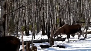 Плыву и еду в лес. ПОДКОРМКА для глухарей. Солонцы. ЛОСИ с ФОТОЛОВУШКИ.