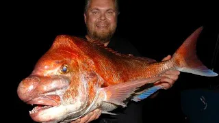 Giant Red snapper mayhem caused by Australian style of fishing!