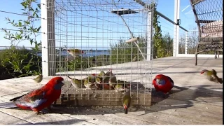 Red Browed Finches