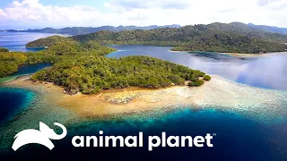 Recifes de coral: a grande barreira de corais da Austrália | Vida no Azul | Animal Planet Brasil