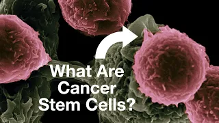 Cancer Stem Cells: A (Fairly) Complete Introduction