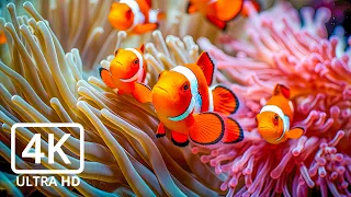 Aquarium 4K VIDEO (ULTRA HD) 🐠 Beautiful Coral Reef Fish - Relaxing Sleep Meditation Music