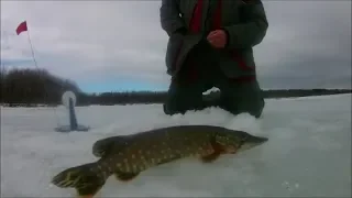 Велькота. Ловим щуку на жерлицы.Март 2019.