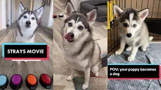 Sapphie the Pomsky New TikTok Videos - Funny Dog TikToks Compilation 2023