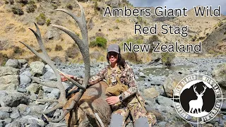 Ambers Giant Wild Red Stag New Zealand
