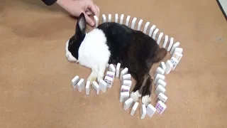 Waking A Sleeping Rabbit By Surrounding Him With Dominoes