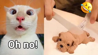 New Funny Cats and Dogs Videos 😹🐶 Funniest Animals 😁 Part 12