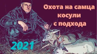 Охота на самца косули с подхода 2021