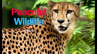 Wildlife Animals | Peaceful Relaxing Music