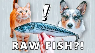 Which Raw Fish Are Safe For Your Pet?