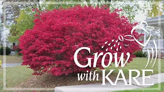 Grow with KARE: Burning Bush is considered noxious weed