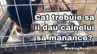 Cat trebuie sa ii dai sa manance cainelui