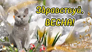 Здравствуй, Весна! С началом Весны! Красивое поздравление с Весной! Весеннего настроения!