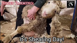 Sheep Farming: It's Shearing Day!