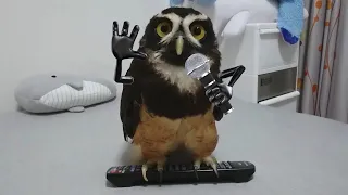 Birds with arms | Funny Birds and Cute Birds Compialtion