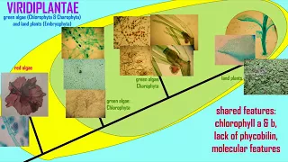 evolution of plants from green algae 1