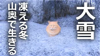 【大雪の日】山奥に住む野良猫たちは大丈夫か⁉