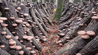 How Japanese Farming Millions of Shiitake Mushroom - Greenhouse Shiitake Mushroom Harvesting