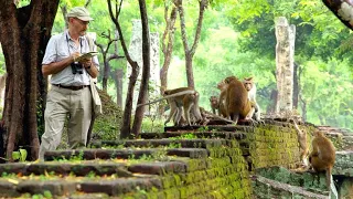 This Scientist Has Been Studying Monkeys for Over 50 Years