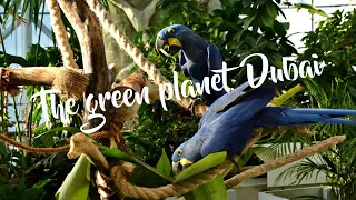 Оранжерея the Green Planet Dubai ― это настоящий тропический лес в пустыне, Дубай 2022