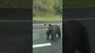 Beggar Bears on the Roads in Canada / Медведи Попрошайки на Дороге в Канаде! #shorts #reels #crypto