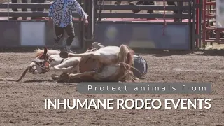 Protect animals from inhumane rodeo events in B.C.