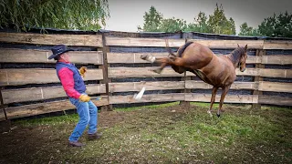 SPOSOBY KOMUNIKACJI + POJEDNANIE 🐴 #01