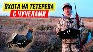 СУПЕР-охота на ТЕТЕРЕВА на току! Охота на тетерева с чучелами весной