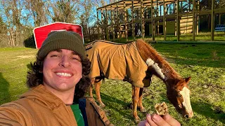 Rescuing a Horse From a Kill Pen (pulling teeth)