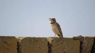 Степной жаворонок / Melanocorypha calandra