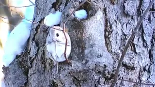 日中に飛ぶエゾモモンガ