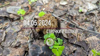 04.05.24г. Молодые строчки и сморчковые шапочки.