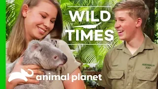 Meet Dexter The Cuddly Koala! | Wild Times