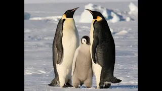 О пингвинах детям Развивающее видео для детей