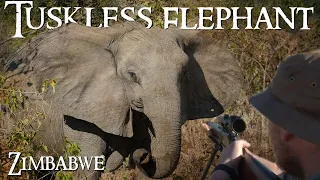 Tuskless Elephant Hunt in Zimbabwe