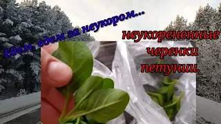 Импортный черенок петунии. Неукор. 1я партия.