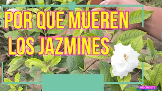 POR QUE MUEREN LOS JAZMINES Y LAS GARDENIAS / COMO SALVAR JAZMINES