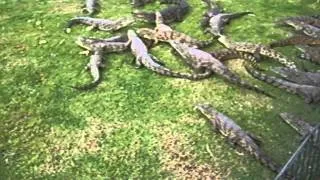 Кормление крокодилов.крокоферма Йоханесбург