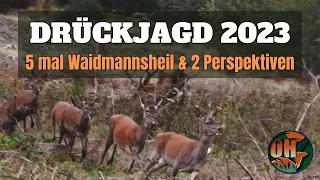 DRÜCKJAGD im Rotwildparadies I 2023 I Jagdkonzept