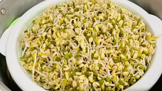 វិធីបណ្តុះសណ្តែក​/ How to grow bean sprouts