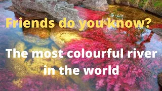 The most colourful river in the world #canocristales #riveroffivecolours #liquidrainbow