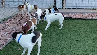 A BUNCH of Rat Terrier Pups Learn to Play Freely Togetherness After Having Been Rescued - Freedom!