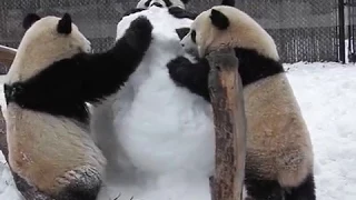 Toronto Zoo Panda Family Plays With Snowman