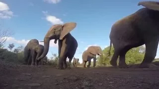GoPro Awards  African Elephant Bites a GoPro