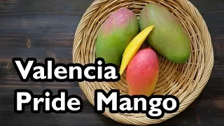 Truly Tropical Mango Varieties- ‘Valencia Pride’