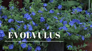 Growing Evolvulus(Slender dwarf morning glory)/ইভলভ্যুলাস - এর পরিচর্যা/In love with soil