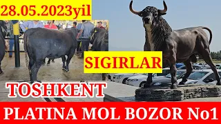 PLATINA MOL BOZOR No1. SIGIRLARNI NARXLARI BN TANISHING. VIDEO UCHUN 1 DONA LIKE👍