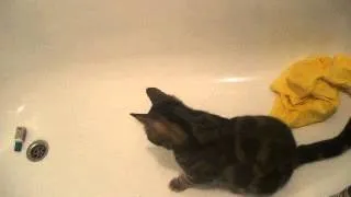 кот любит играть в ванной