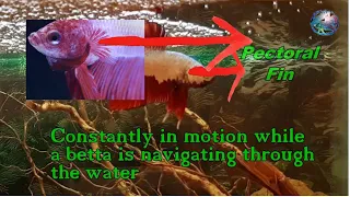 Betta Anatomy & its function