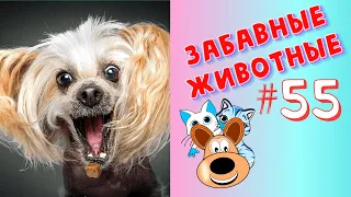 Приколы с Животными #55 / Смешные Животные 2020 / Приколы / Приколы про Животных / Лучшие Приколы